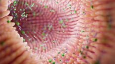 microbiota intestinal ayuda a detectar precozmente el alzheimer