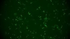 identifican un mecanismo en gusanos que les ayuda a defenderse frente a reinfecciones de virus