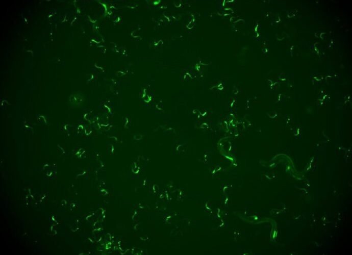 identifican un mecanismo en gusanos que les ayuda a defenderse frente a reinfecciones de virus