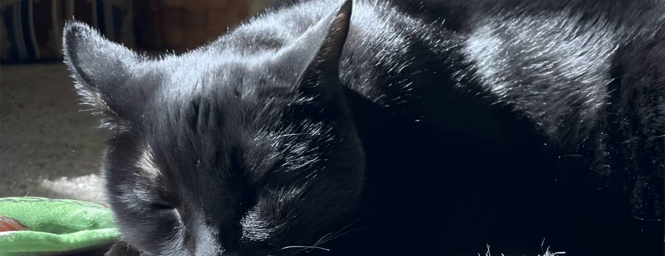 un farmaco experimental controla tumores en gatos y podria ayudar a terapias humanas