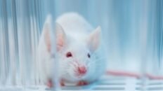ozempic y wegovy reducen el consumo de cocaina en un estudio con ratas