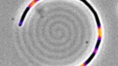 una memoria mecanica en bacterias e coli revela como sobreviven a los antibioticos